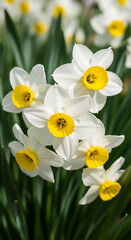 Fototapeta premium Close-up of a cluster of white daffodils with yellow centers, blooming in spring sunlight