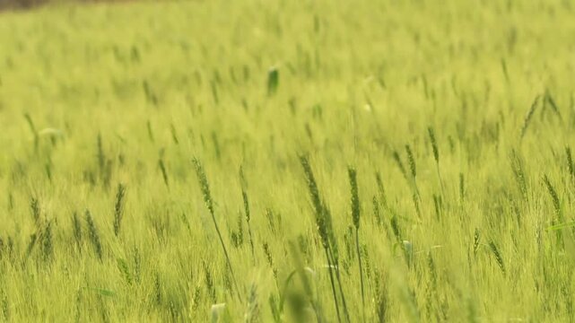 the countryside over a field of Barley. green wheat fields in winter, wheat crop growing in India, Wheat whistle, Wheat bran fields, oats green cereal field. close up green spikes sway in wind.
