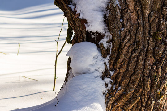 Winter's playful artistry: a snowdrift forms a distinct human profile against a rugged tree, a natural pareidolia wonder