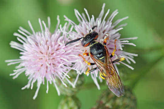 European beewolf, Philanthus triangulum on flower.