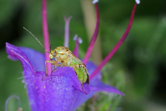 Close-up of bishop bug Lygus sp. sitting on a flower.