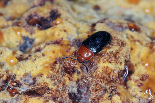 Beetle of Triplax genus in Pleasing Fungus Beetles (Erotylidae) family on Fistulina hepatica, commonly known as the beefsteak fungus.
