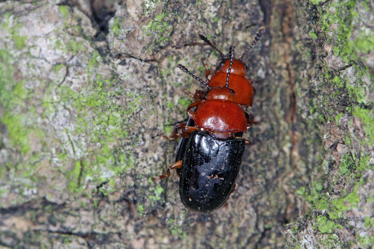 Beetles of Triplax genus in Pleasing Fungus Beetles (Erotylidae) family on wood.