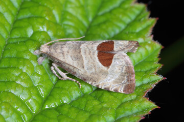 Bramble Shoot Moth, Notocelia uddmanniana. An adult specimen sitting on a green leaf. Caterpillars roll up leaves, including those of raspberry bushes. © Tomasz