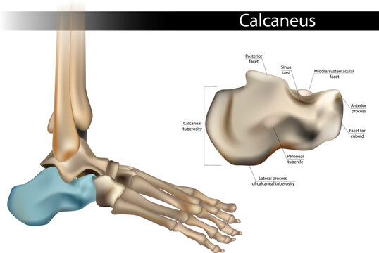 Calcaneus Lateral View Anatomy. Detailed Medical Illustration of Heel Bone. Human Calcaneal Bone Anatomy Labeled. Lateral Surface 3D Render