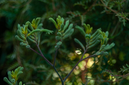 Close up of green Kangaroo paws Anigozanthos flowers and leaves with shallow depth of field, natural garden foliage, botanical detail, organic texture background for design and ecology themes.