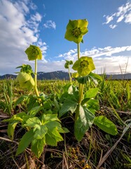 Ground-level view of yellow hellebores in a grassy field against a blue sky with scattered clouds and distant mountains