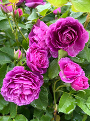 Roses in garden after rain.