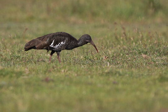 bird, bird photography, nature photography, wildlife, swimming, vertebrata, vertebrates, sauropsida, archosauria, aves, 