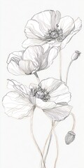 Fototapeta premium Delicate grayscale pencil illustration of three poppy flowers with stems and buds on a white background