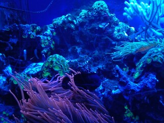 Marine life and corals in the aquarium. Oceanarium. © Станислав 