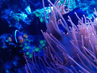 Marine life and corals in the aquarium. Oceanarium. © Станислав 