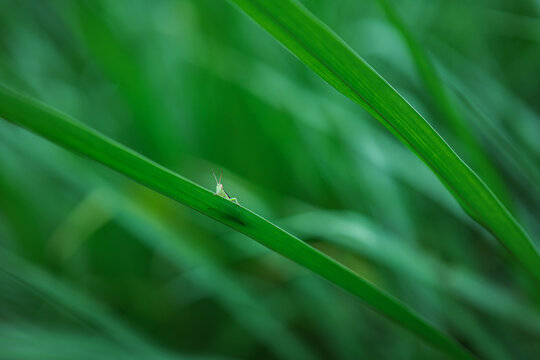Grass hopper on grass