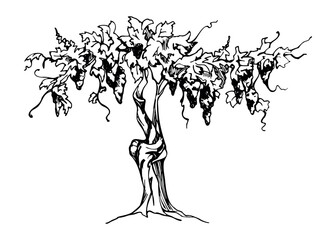 Naklejka premium Old vineyard tree with textured bark, grape clusters and leafy crown. Detailed vector illustration hand drawn in ink for food and drink themes, wine regions, artisanal branding, countryside design.
