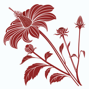 tithonia silhouette on white background