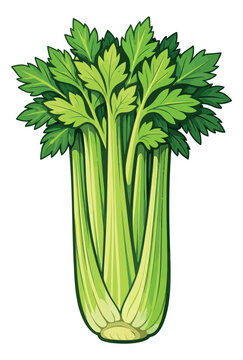 Cartoon illustration of celery depicting a fresh green bunch for healthy eating and cooking