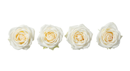 Four elegant, fully bloomed white roses, pristine and delicate, arranged horizontally in a top-down studio shot on a transparent background with copy space. Concept of pure floral beauty.