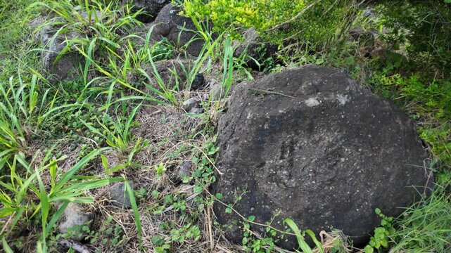 Martinique anole camouflaging on a dark volcanic rock amidst green tropical grass, showcasing Caribbean wildlife in its natural habitat and representing the island's biodiversity. Anolis roquet