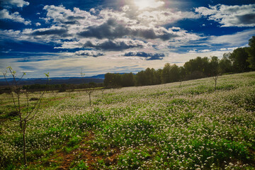 Field of white flowers on a sunny day with clouds