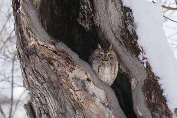 洞で寝るオオコノハズク