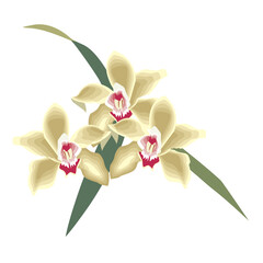 Yellow Orchid Flowers Branch Botanical Floral Illustration PNG