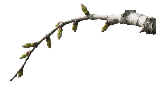 Birch tree branch with green buds isolated on a transparent background