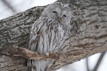 くつろぐエゾフクロウ