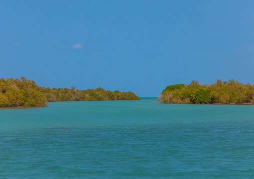 Mangrove in the red sea, Jazan Province, Farasan, Saudi Arabia