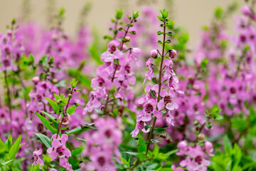 Naklejka premium Close up beautiful Waew Sichuan, Angelonia goyazensis Benth; Thai style forget me not