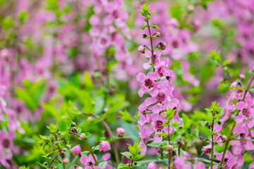 Obraz premium Close up beautiful Waew Sichuan, Angelonia goyazensis Benth; Thai style forget me not