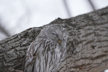 寝るエゾフクロウ