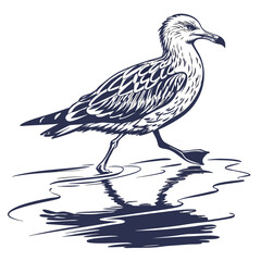 Obraz premium Seagull walking on water surface bird reflection