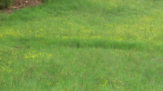 brown hare jumping through high meadow grass