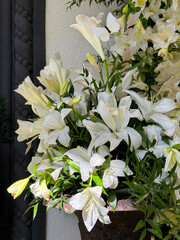 Bouquet of white lily flowers.