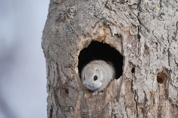 巣穴から顔を出すエゾモモンガ