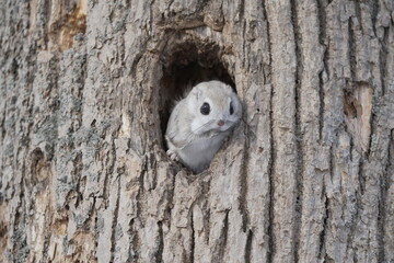 巣穴から顔を出すエゾモモンガ