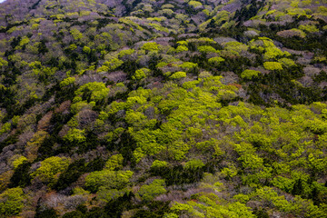 Fresh Green Forest Covering Mountain Slopes in Aomori Japan