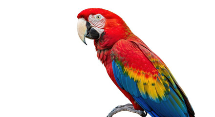 Isolated scarlet macaw parrot, a beautiful and colorful bird with vibrant red plumage
