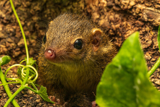 Javan Treeshrew 
