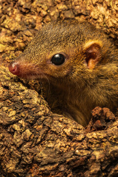 Javan Treeshrew 