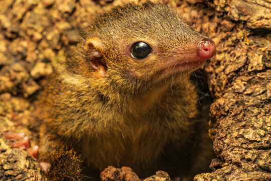 Javan Treeshrew 