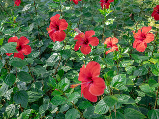 Chinese hibiscus red flower close up. Blurred hibiscus bush in the background. © volff