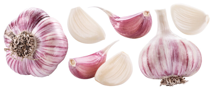 Fresh garlic bulbs with several cloves  isolated on a clean white background. Vegetable, ideal for cooking and nutrition concepts. Clipping path