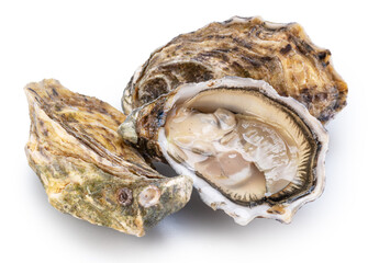 Opened oyster and closed raw oysters isolated on white background. Delicacy food. Clipping path. © volff