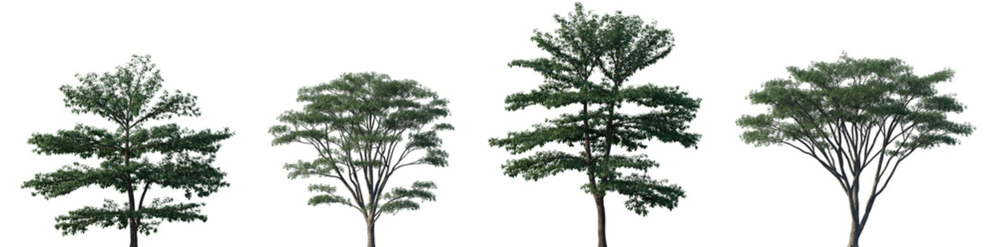 Set of Bothrocaryum controversum and Albizia falcata frontal street trees isolated png on a transparent background perfectly cutout	