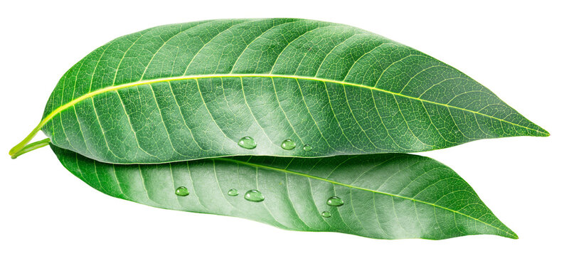 Fresh green mango leaves are isolated on a white background. These vibrant, natural leaves from the Mangifera indica tree are often used in traditional medicine and for healthy purposes.