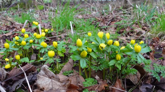 Yellow winter aconite flowers moving in the wind