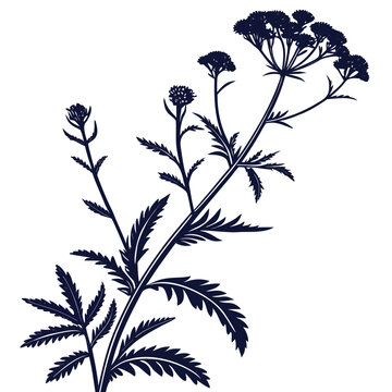 verbena  stricta silhouette flower vector isolated