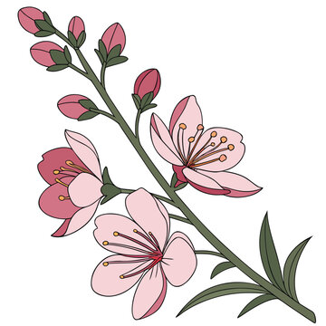 verbascum phoeniceum flower vector