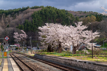 Japanese Cherry Blossom or Sakura and natural rural country train staion with blue sky day in Iwate, Japan